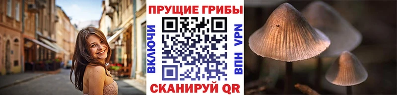 Купить  Коммунар  Галлюциногенные грибы Psilocybe 